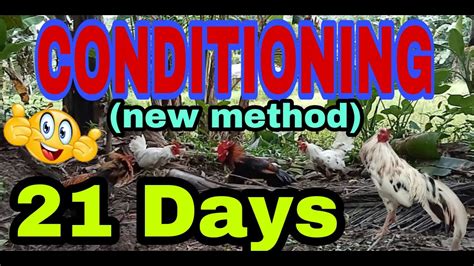 1 week conditioning ng manok panabong|7 days Conditioning program .